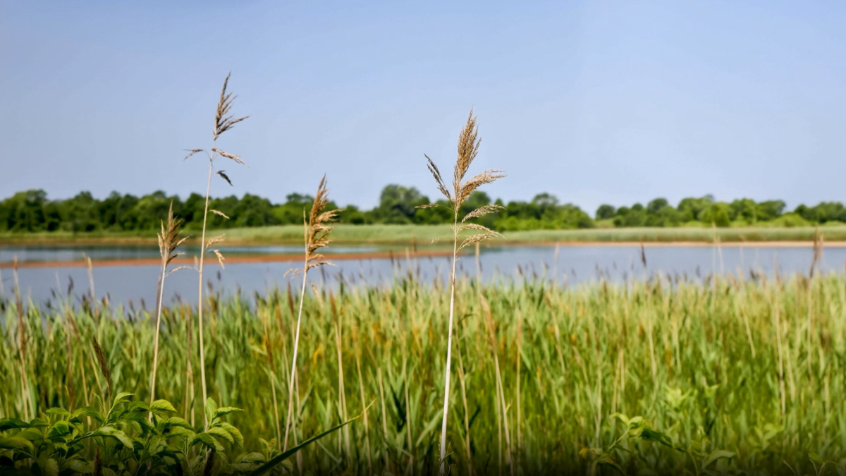 Afbeelding Torensteepolder "De Kreek" Numansdorp