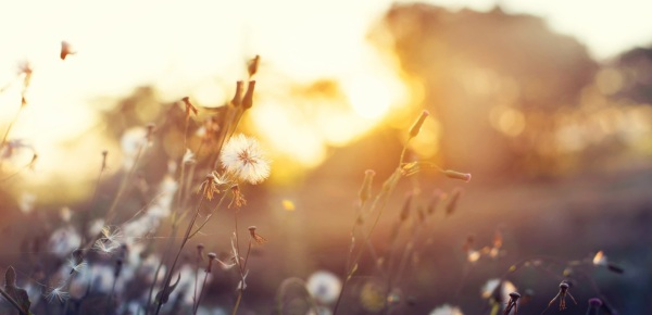 Afbeelding Park Arsenaal