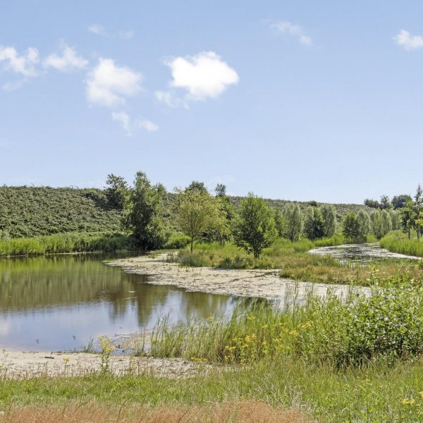 Nieuwbouwproject Weegbree in Drachten